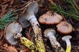 Gomphidius oregonensis image