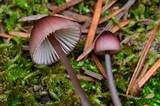 Mycena purpureofusca image