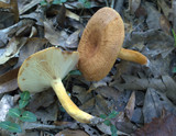 Lactarius volemus image