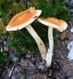 Cortinarius pluvius image