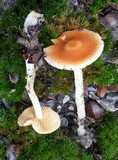 Cortinarius pluvius image