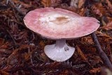 Agaricus hondensis image