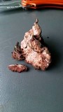 Fomitopsis cajanderi image