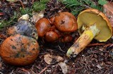 Suillus caerulescens image