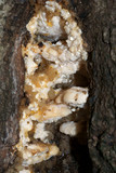 Climacodon septentrionalis image
