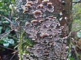 Stereum sanguinolentum image