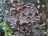 Stereum sanguinolentum image