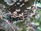 Stereum sanguinolentum image