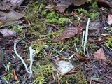 Clavaria acuta image