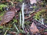 Clavaria acuta image