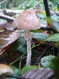 Psathyrella longistriata image