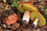 Boletus regineus image