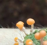 Dibaeis baeomyces image