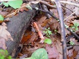 Mutinus elegans image