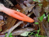 Mutinus elegans image