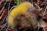 Dicranophora fulva image