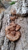 Phellinus gilvus image