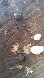 Daldinia childiae image