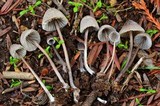 Mycena leptocephala image