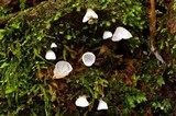 Rimbachia bryophila image
