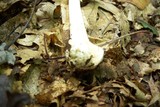 Amanita brunnescens image