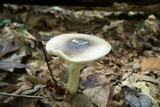 Amanita brunnescens image