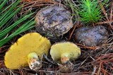 Suillus quiescens image