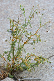 Puccinia lagenophorae image