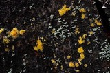 Mucronella flava image