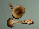 Amanita submaculata image