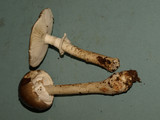 Amanita submaculata image