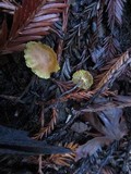 Xeromphalina cauticinalis image
