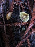 Xeromphalina cauticinalis image