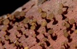 Torrendiella eucalypti image