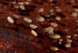 Torrendiella eucalypti image