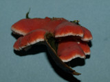 Phlebia incarnata image