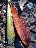 Torrendiella eucalypti image