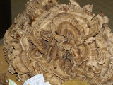 Meripilus sumstinei image