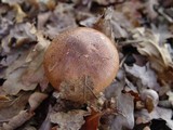 Tricholoma fulvum image