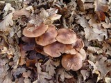 Tricholoma fulvum image