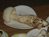 Amanita rhopalopus image