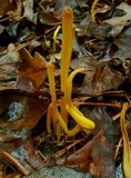 Clavulinopsis fusiformis image