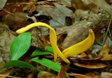 Clavulinopsis fusiformis image