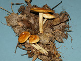 Marasmius strictipes image