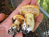 Suillus caerulescens image