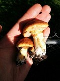 Suillus caerulescens image