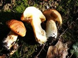 Suillus caerulescens image