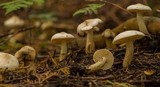 Tricholoma inamoenum image