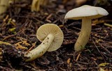 Tricholoma inamoenum image