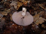 Lepista sordida image